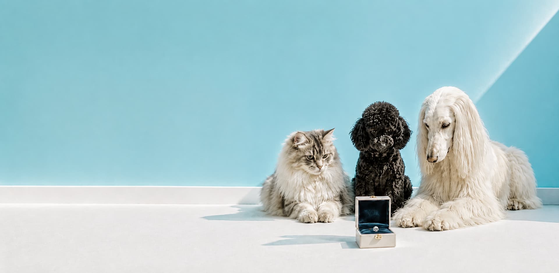 猫、プードル、アフガンハウンドとジュエリーボックス