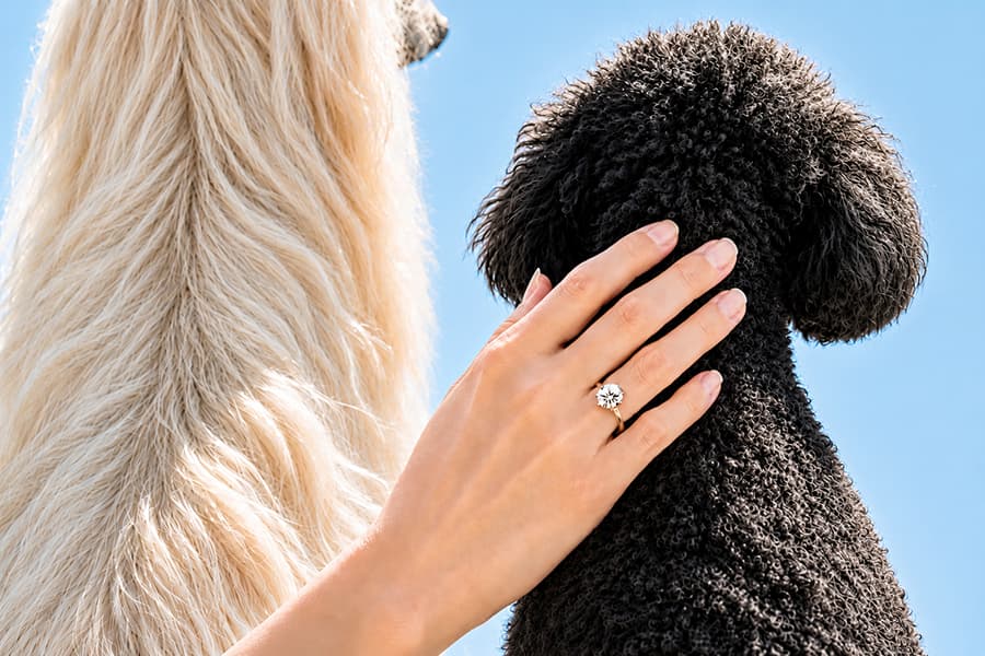 リングを着けた手で犬を撫でる様子
