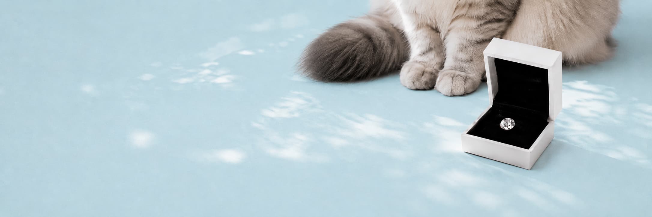 ルースの後ろに座る猫